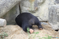 名古屋 東山動植物園 熊