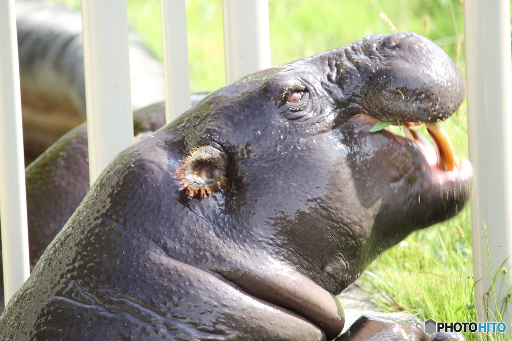 名古屋 東山動植物園 コビトカバ