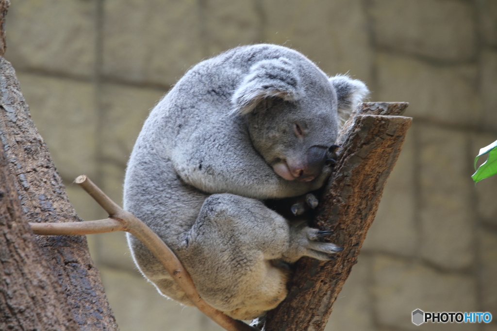 名古屋 東山動植物園 コアラ