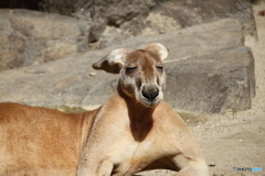 名古屋 東山動植物園 カンガルー