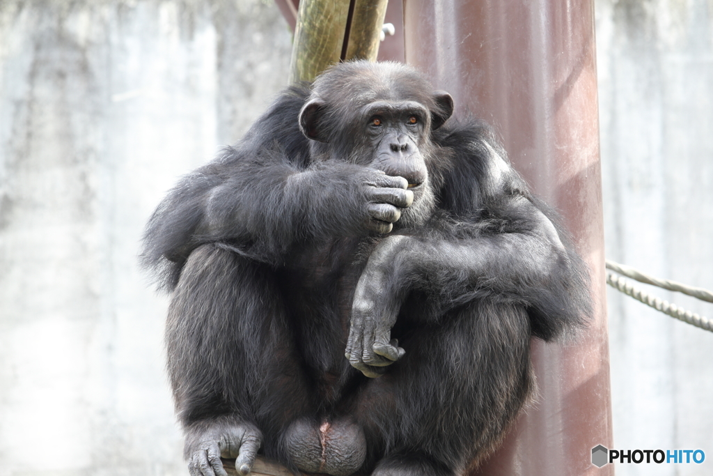 名古屋 東山動植物園 猿