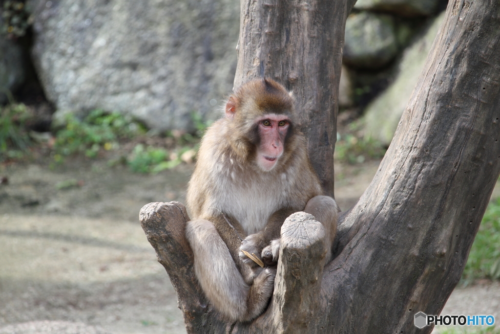 名古屋 東山動植物園 ニホンザル