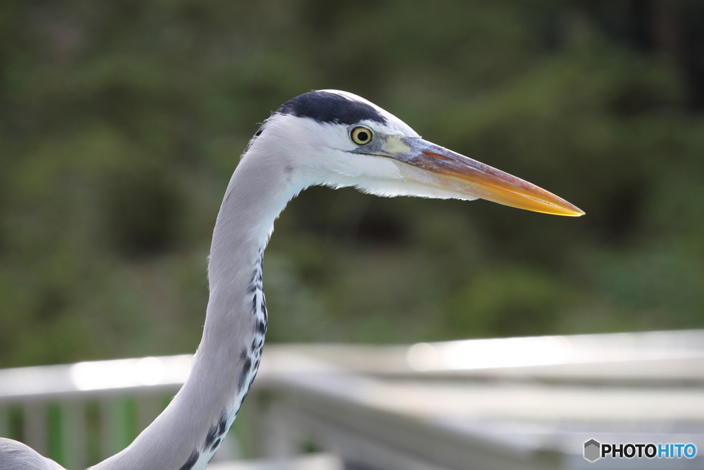 名古屋 東山動植物園 野鳥