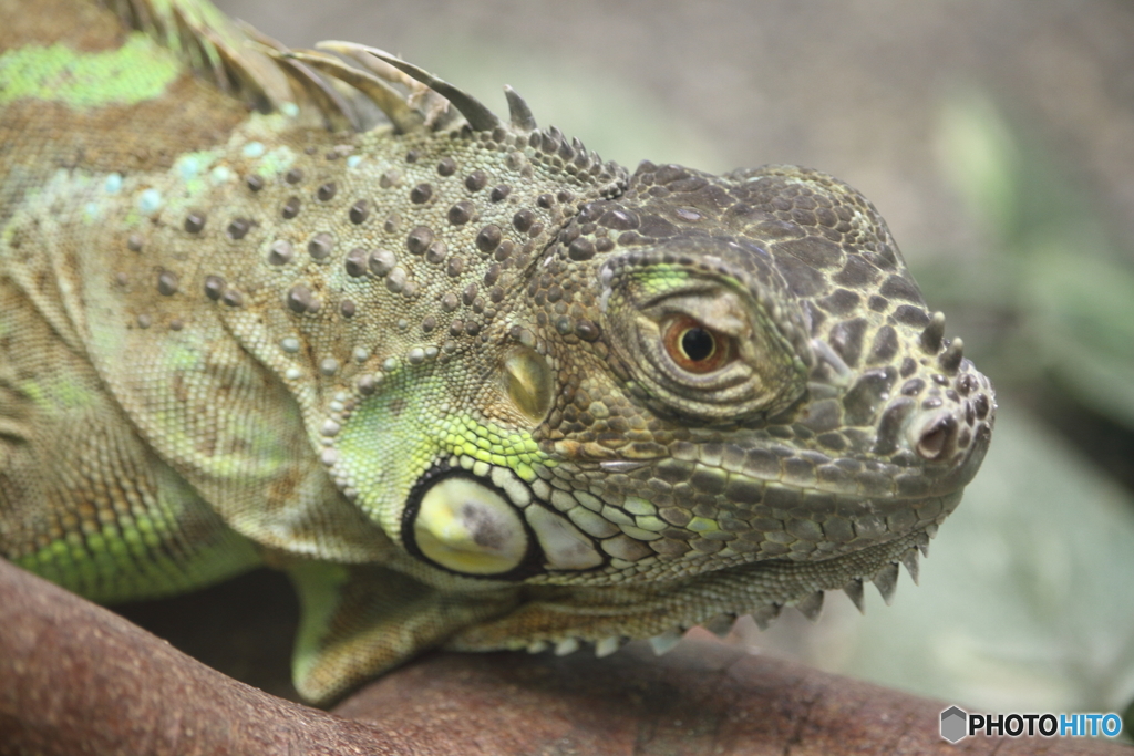 名古屋 東山動植物園 爬虫類