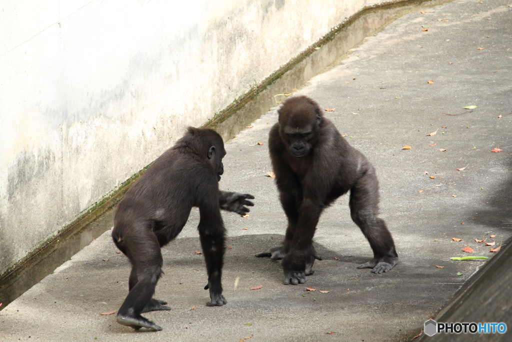 名古屋 東山動植物園 ローランドゴリラの兄弟