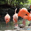 名古屋 東山動植物園 フラミンゴ