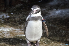 名古屋 東山動植物園 ペンギン