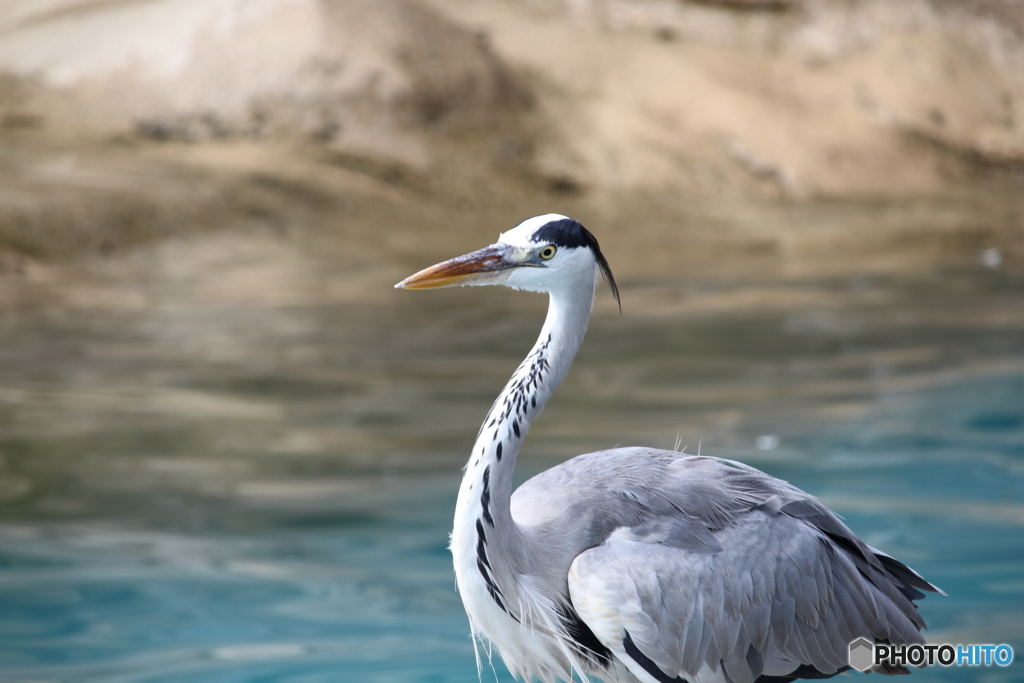 名古屋 東山動植物園 野鳥