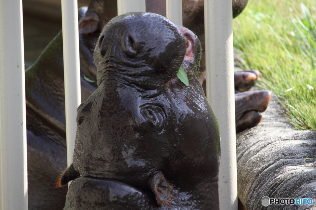 名古屋 東山動植物園 コビトカバ