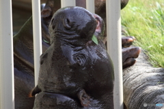 名古屋 東山動植物園 コビトカバ