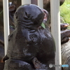 名古屋 東山動植物園 コビトカバ