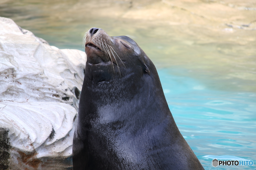 名古屋 東山動植物園 アザラシ