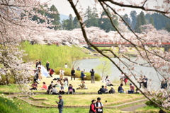 角館桧木内川堤