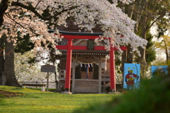 桜祭りを見守る