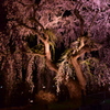 弘前城公園