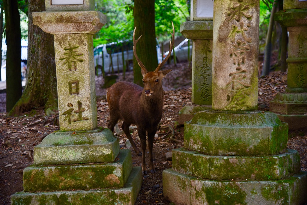 春日神社と鹿