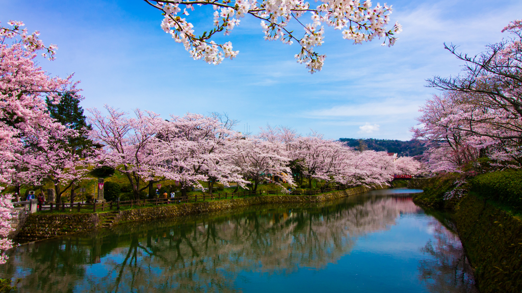 桜