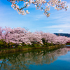 桜