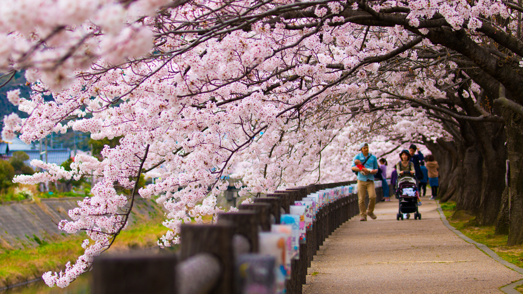 桜