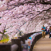 桜