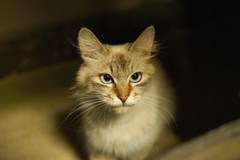 わが輩はねこである