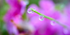 芝桜