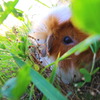 お散歩中