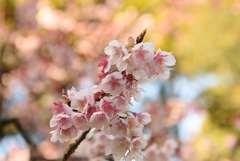 寒桜