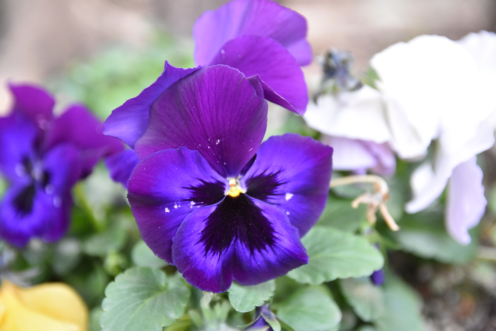 綺麗な花