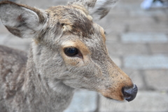 奈良公園の鹿
