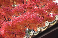 紅葉