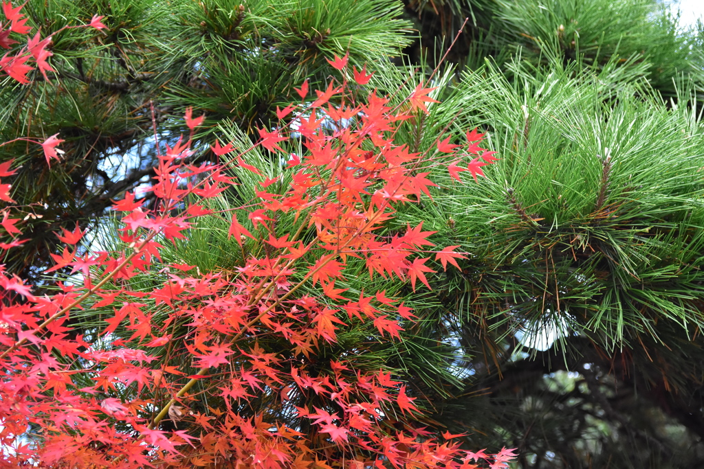 紅葉