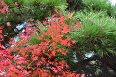 紅葉