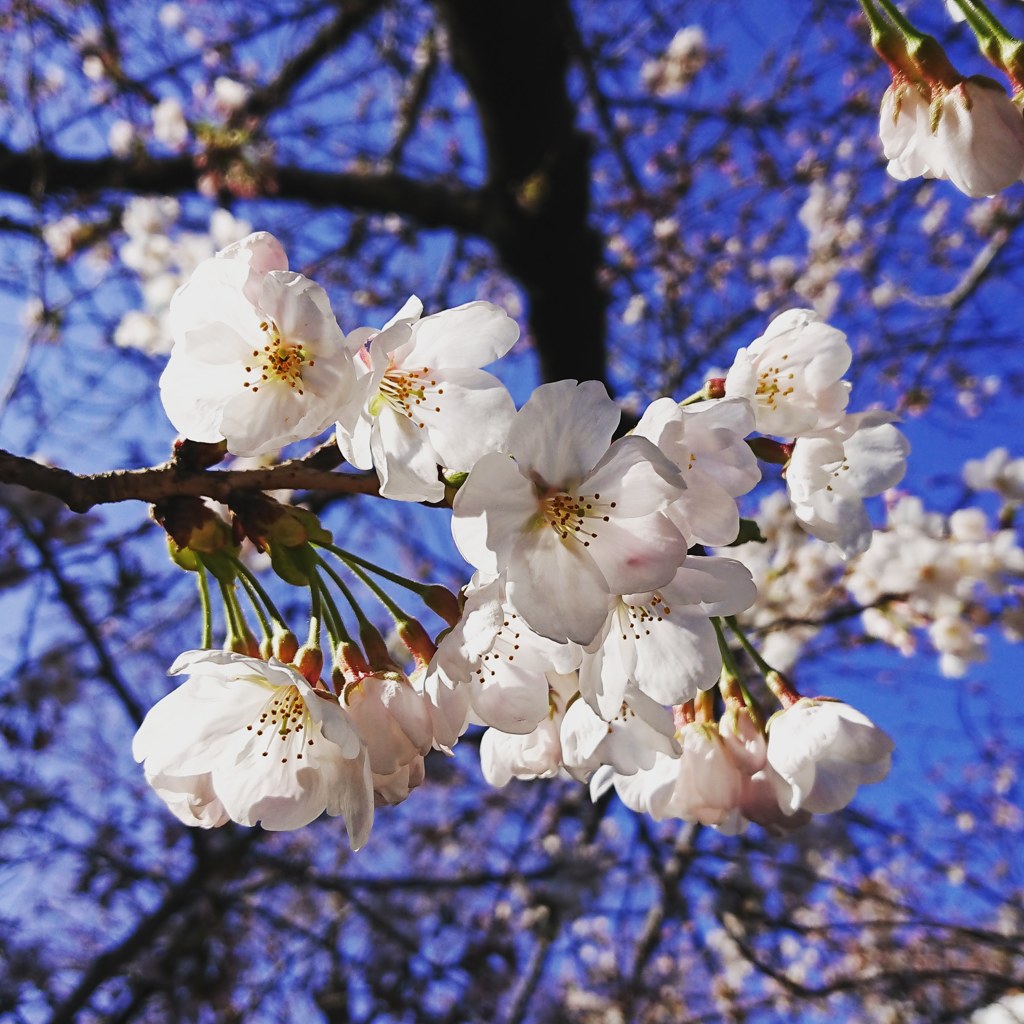 桜
