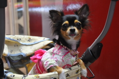 夏祭り