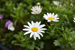 お花