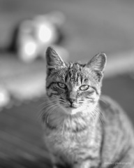 猫とニャらめっこ