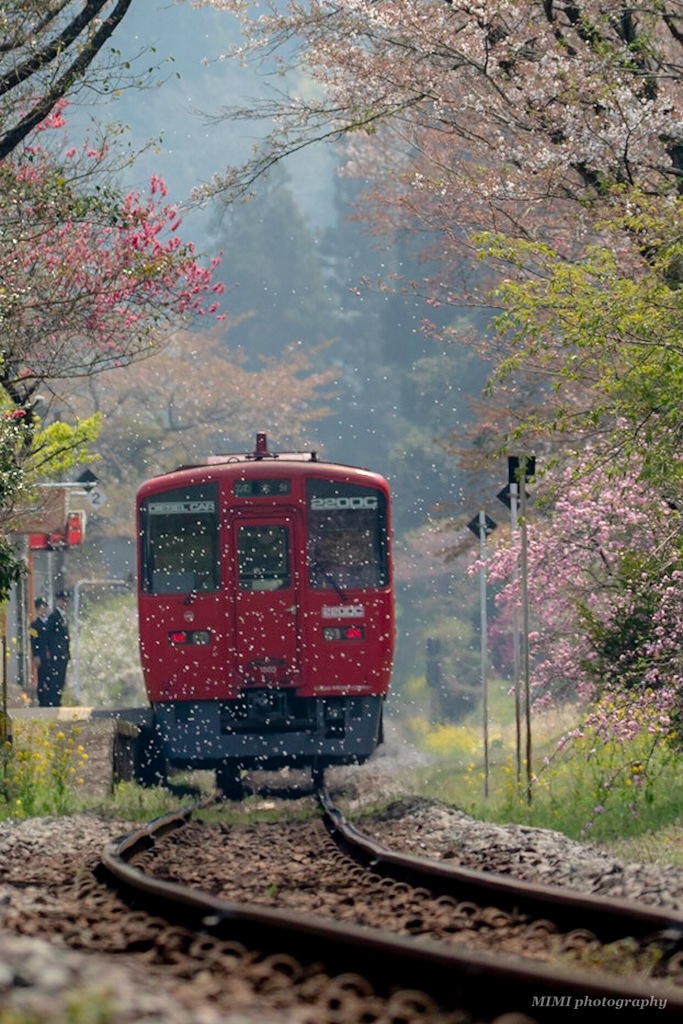 桜吹雪と