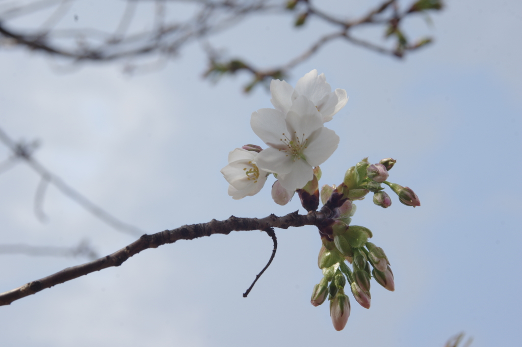 桜　２