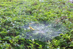 蜘蛛の糸