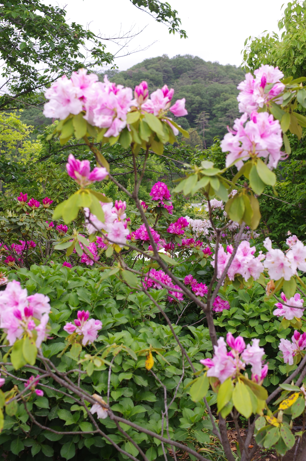 花々のある風景