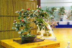 盆栽