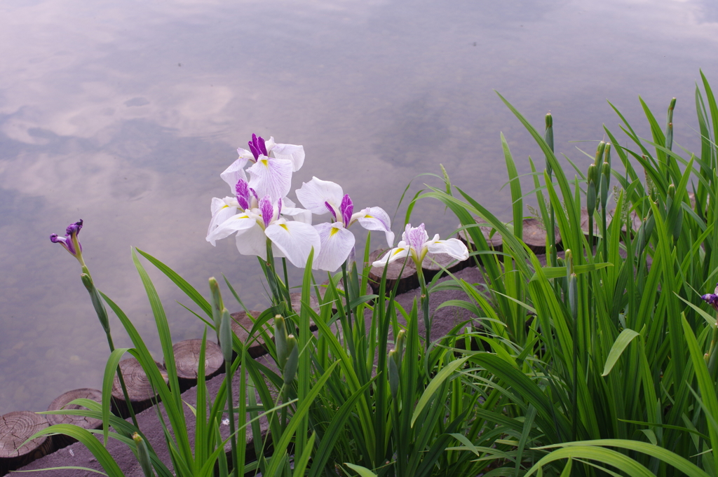 池のふちの菖蒲