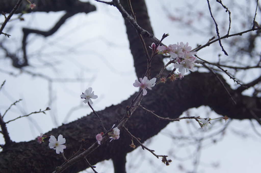 十月桜