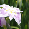 菖蒲５