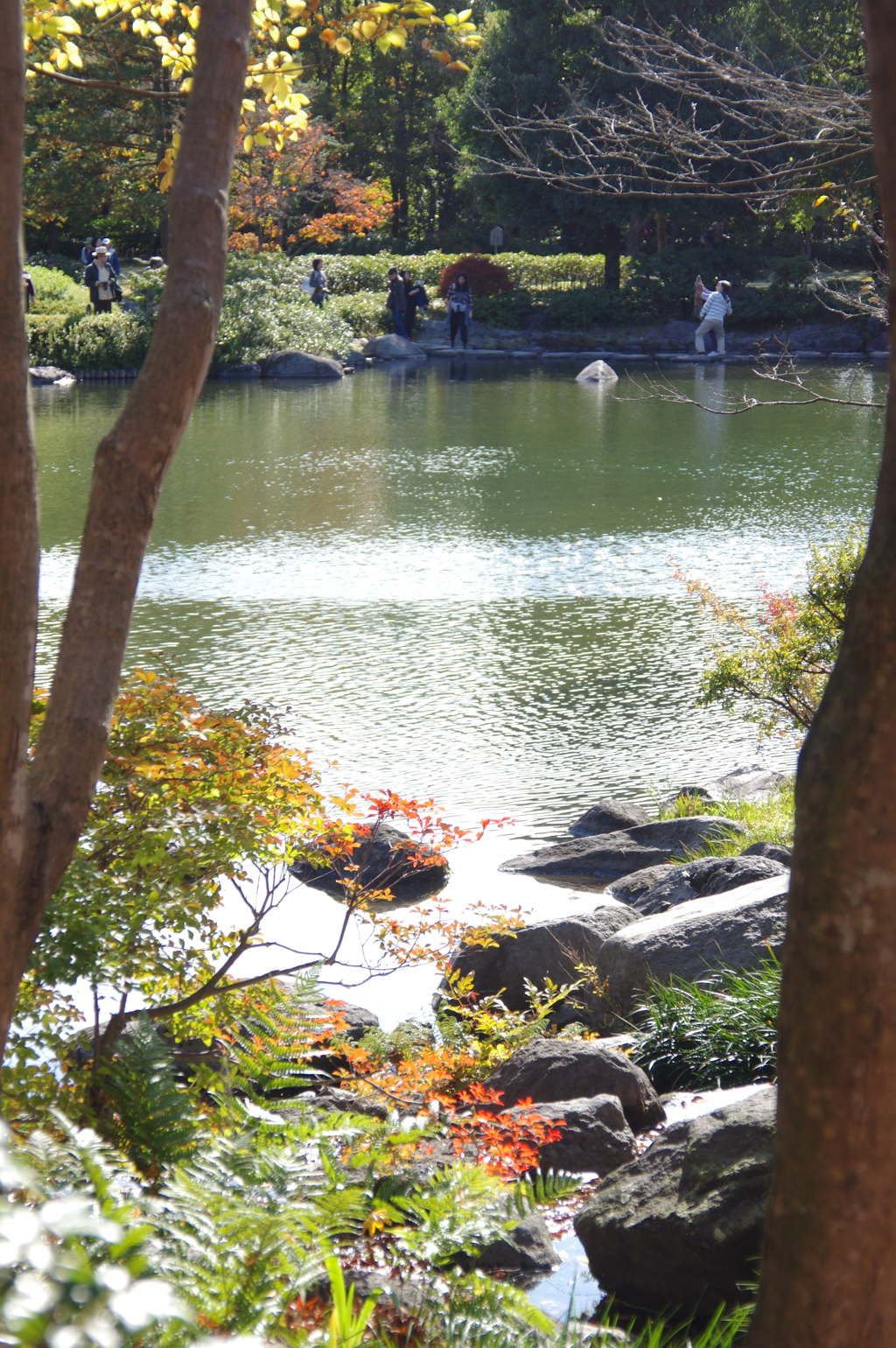日本庭園内の池