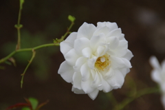 薔薇　２