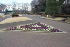 ハボタン（花壇広場）