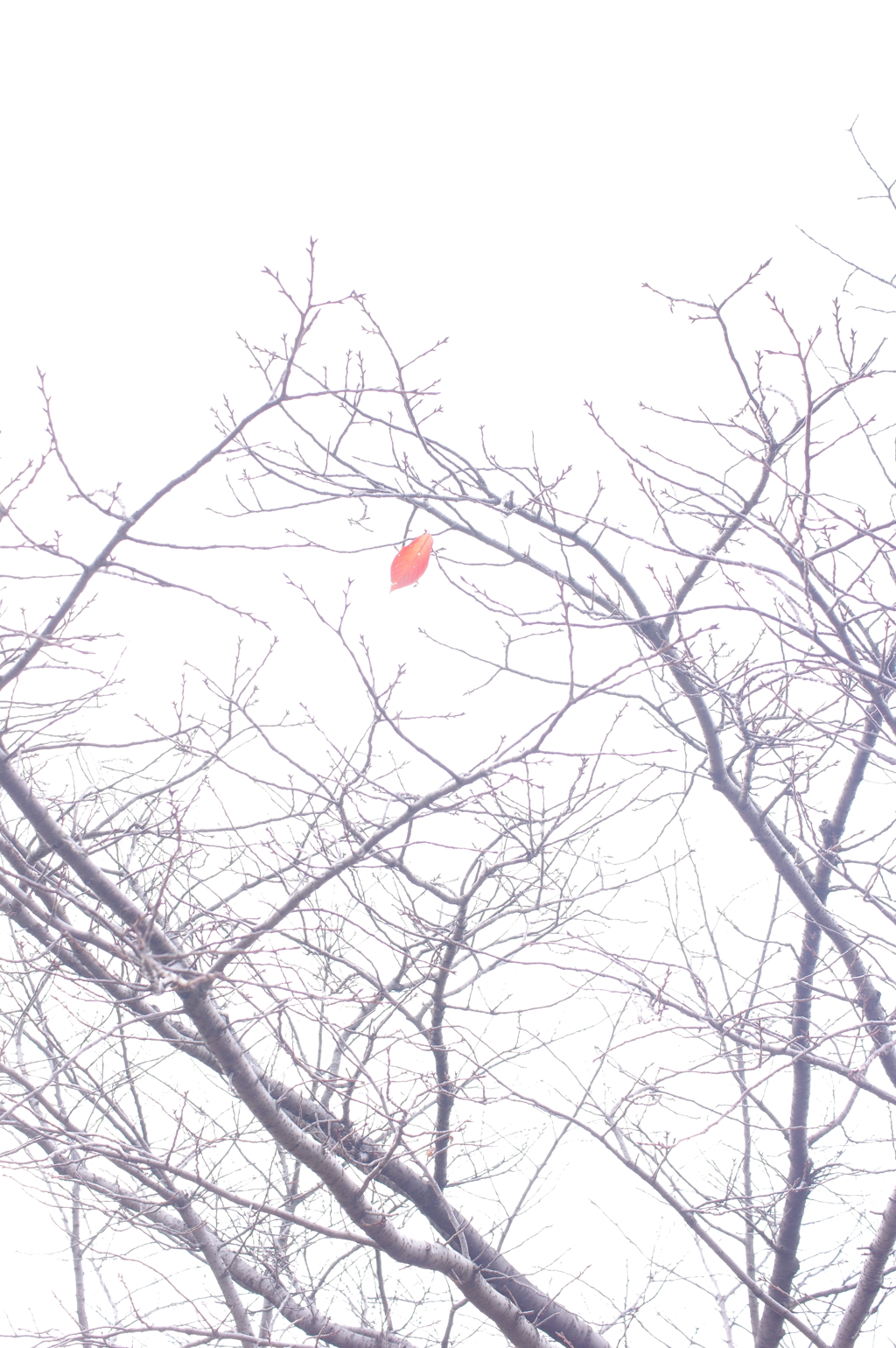 一葉