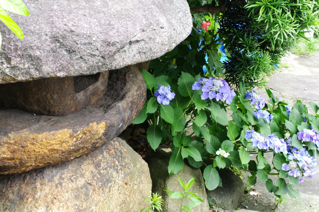 灯籠と紫陽花